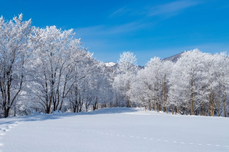 Frost covered trees in Hokkaido.